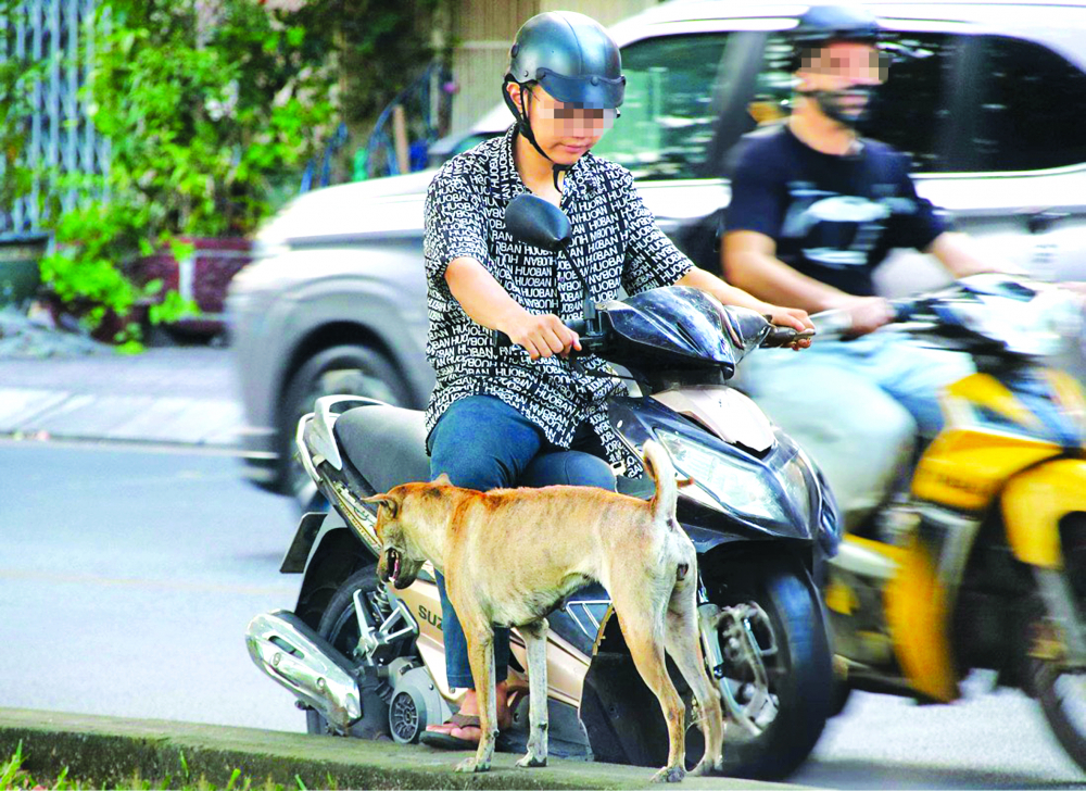 Trên đường Hoàng Sa, quận 3, TPHCM, nhiều người thả chó chạy rông, đe dọa sự an toàn của người khác Ảnh: Tú Ngân