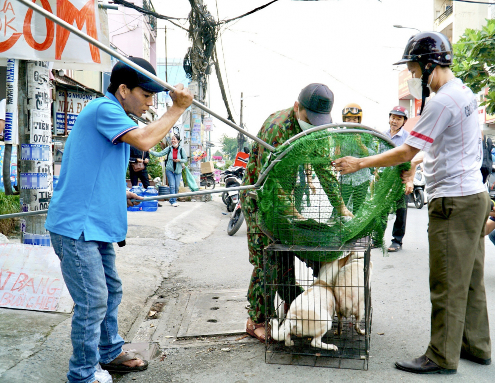 Lực lượng chức năng phường Hiệp Bình Chánh, TP Thủ Đức bắt chó thả rông - Ảnh: Tú Ngân