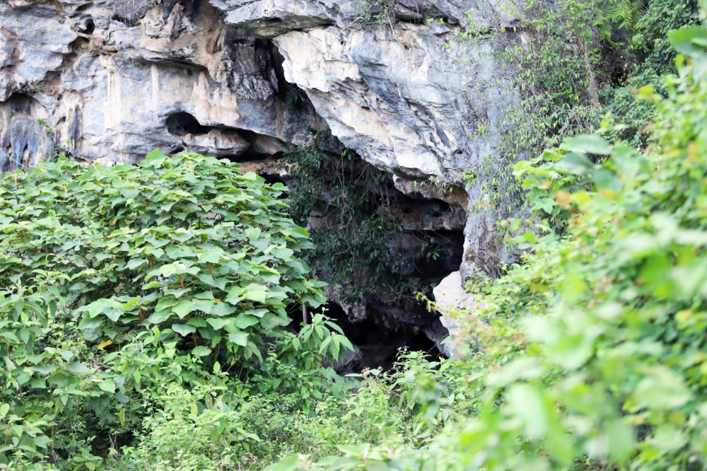 Di tích khảo cổ hang Đồng Trương bị cây dại bao phủ, che kín lối vào