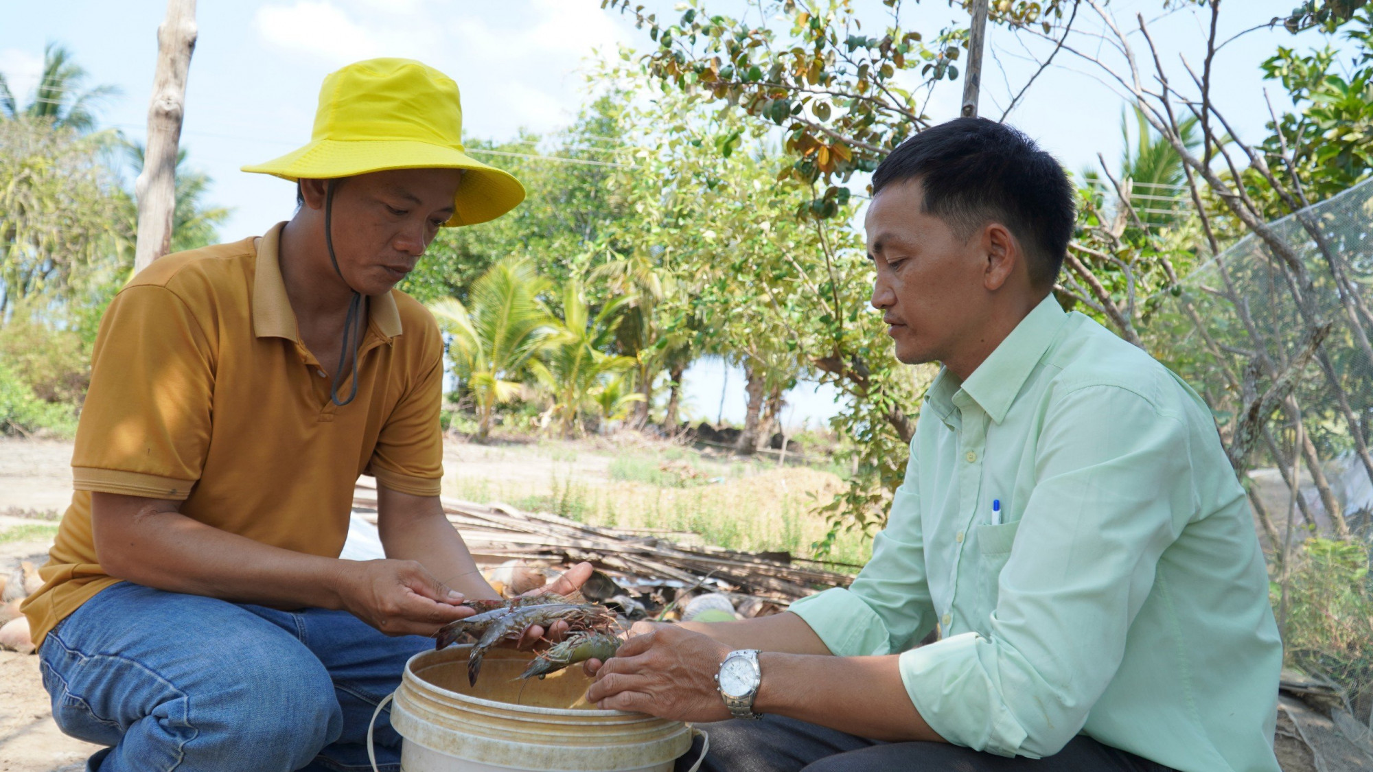 Ngành chức năng và nông dân. kiểm tra tôm nuôi ở Kiên Giang