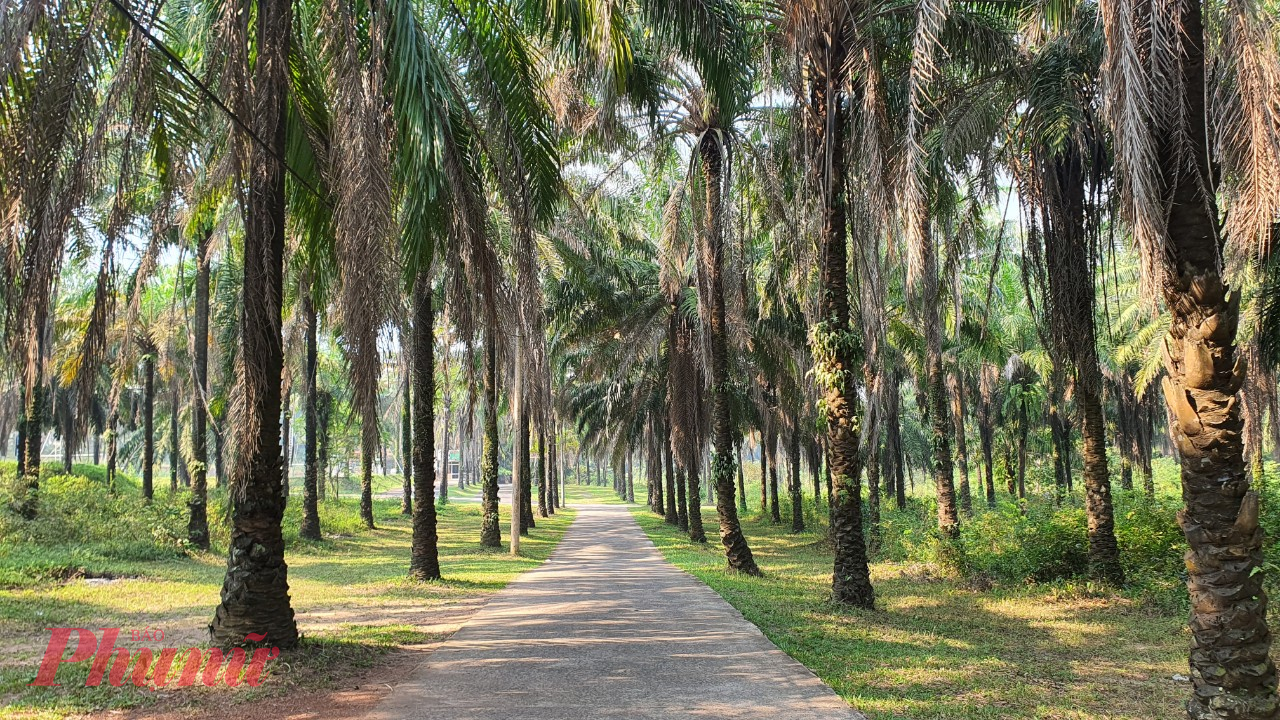 Khu lâm viên Cọ Dầu độc đáo bởi trồng toàn cây cọ dầu, rất phù hợp với khí hậu và thổ nhưỡng của tỉnh Quảng Trị. Giống cây này được đưa về trồng ở TP Đông Hà từ năm 1977, là món quà hữu nghị của nước Malaysia nhằm phủ xanh lại những vùng đất cằn cỗi sau chiến tranh.