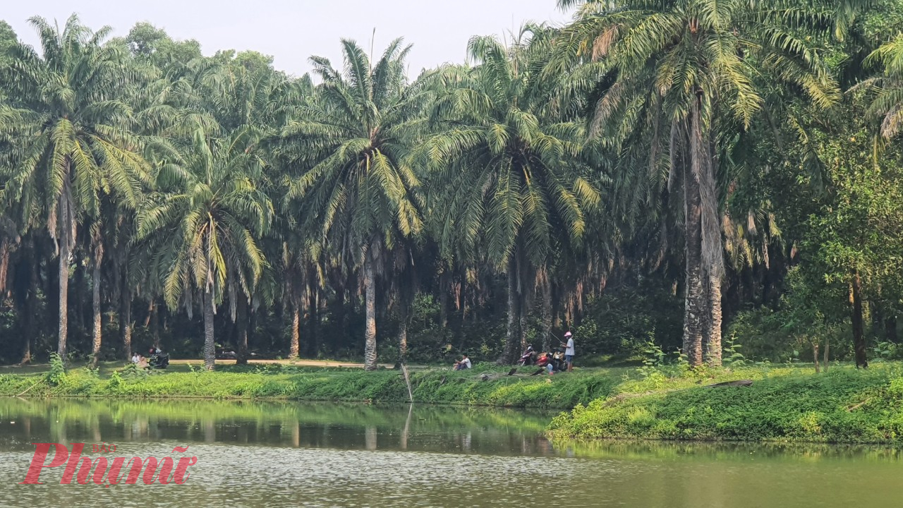 Một khu rừng trong phố đúng nghĩa.