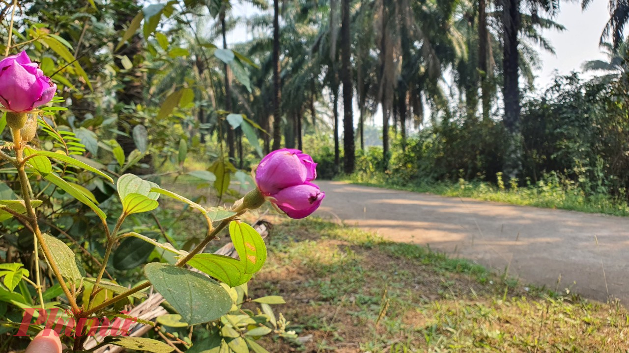 Ngoài cọ dầu, qua một thời gian dài phát triển, khu rừng đã hình thành thảm thực vật nhiều loại, thu hút nhiều chim chóc về sinh sống