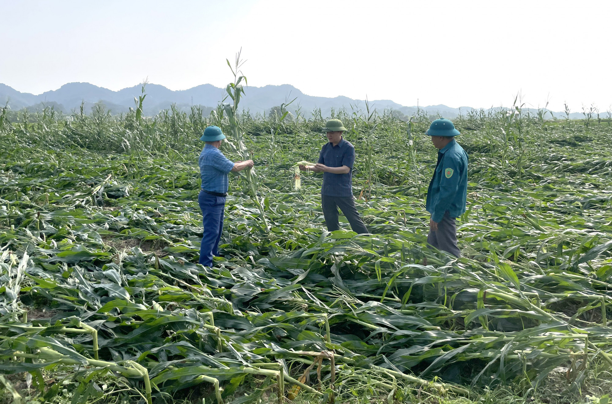 Nhiều diện tích ngô sắp thu hoạch bị gãy đổ - Ảnh: Nguyễn Cường