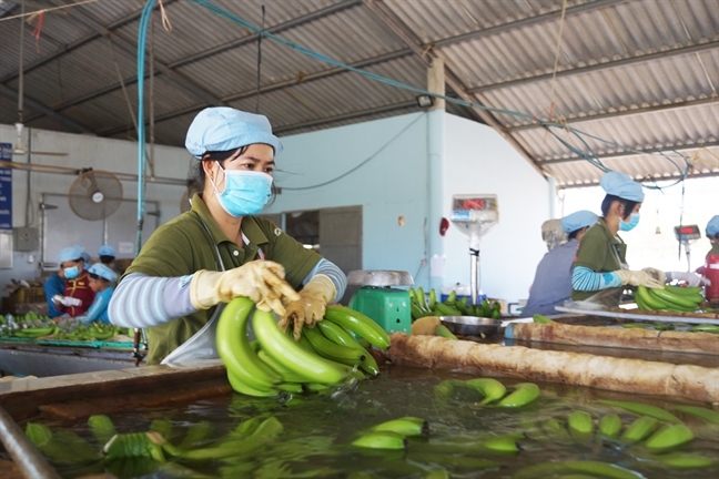 Nhờ có nghị định thư giữa hai nước, trái chuối Việt Nam xuất khẩu chính ngạch vào Trung Quốc với sản lượng tăng vọt