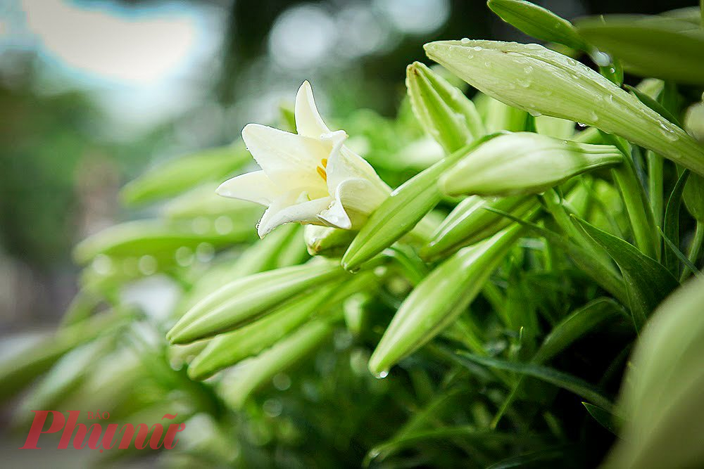 Hoa loa kèn lâu nay được ví von là “hoa của tháng Tư”, bởi hoa loa kèn chỉ nở duy nhất một lần vào tháng Tư hàng năm. Tuy không rực rỡ, thơm ngát như nhiều loài hoa khác, nhưng sắc trắng giản dị lại tạo nên vẻ đẹp tinh khiết rất riêng cho hoa loa kèn. 