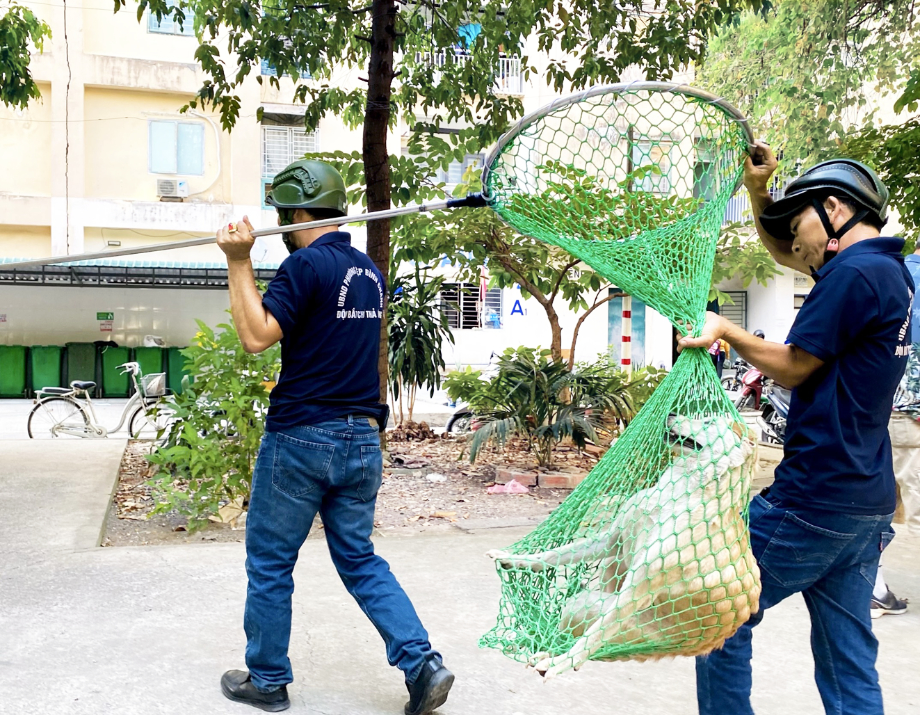 Các thành viên đội bắt chó thả rông của phường Hiệp Bình Chánh, TP Thủ Đức dùng vợt lưới bắt chó - ẢNH: TÚ NGÂN