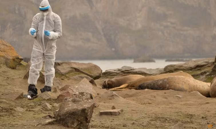 Một nhà nghiên cứu mặc bộ đồ bảo hộ trong khi thu thập các mẫu động vật hoang dã, nơi phát hiện vi-rút cúm gia cầm H5N1, tại lãnh thổ Nam Cực của Chile, Nam Cực, trong bức ảnh tài liệu không ghi ngày tháng do Reuters thu được vào ngày 13 tháng 3 năm 2024. (Tệp … xem thêm