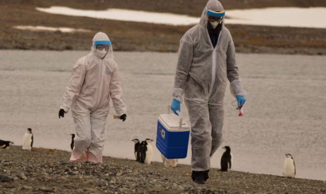 Các nhà nghiên cứu mặc bộ đồ bảo hộ thu thập các mẫu động vật hoang dã nơi virus cúm gia cầm H5N1 được phát hiện ở Lãnh thổ Nam Cực của Chile vào tháng trước. Ảnh: Instituto Antartico Chileno/Reuters