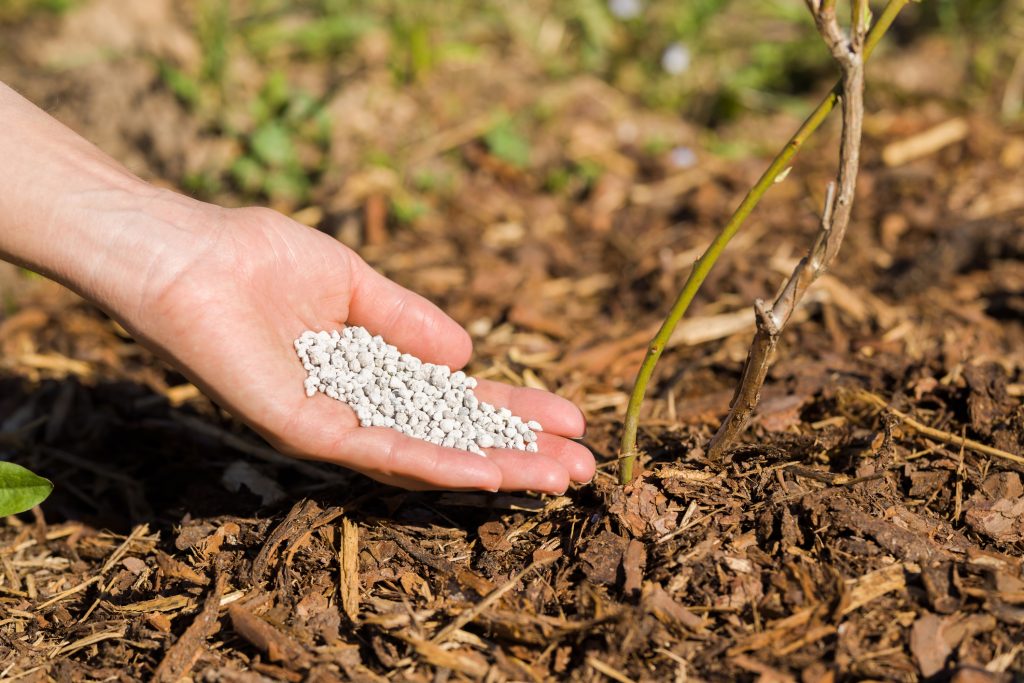 . Bón phân bằng phân có tính axit Sử dụng phân bón dành cho cây trồng ưa axit. Điều này sẽ giúp duy trì độ pH lý tưởng trong đất. Tránh phân bón có chứa nitrat hoặc clorua. Phun vào đầu mùa xuân trước khi lá nở ra theo hướng dẫn trên nhãn.