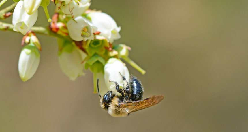 Trồng nhiều hơn một cây Ong cần thiết để thụ phấn cho hoa việt quất để quả phát triển . Sự thụ phấn chéo tốt sẽ tối đa hóa sản lượng quả và điều này đạt được hiệu quả tốt nhất khi bạn trồng ít nhất hai hoặc ba cây, mỗi cây là một giống khác nhau. Điều rất quan trọng là các giống của bạn nở hoa cùng lúc để ong có thể đến thăm khi hoa đã sẵn sàng thụ phấn. Để có kết quả tốt nhất, hãy đặt các khu vườn trong chậu cách nhau vài feet.