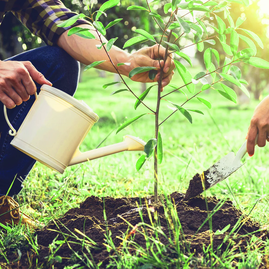 Tưới nước thật nhiều và thường xuyên Quả việt quất ghét bị khô, vì vậy điều quan trọng là phải tưới nước thường xuyên cho chúng. Đất cần được giữ ẩm đều. Điều này có thể có nghĩa là bạn cần kiểm tra những cây sản xuất quả mọng này vài lần một tuần, đặc biệt là trong thời tiết nắng nóng của mùa hè. Nhưng đừng tưới nước quá nhiều, nếu không rễ của chúng có thể bị thối khi đất thường xuyên sũng nước. Hãy chắc chắn rằng thùng chứa của bạn có hệ thống thoát nước tốt.  Phủ bề mặt thùng chứa bằng lớp phủ hữu cơ như lá thông hoặc vỏ cây vụn sẽ giúp ngăn chặn sự bốc hơi và duy trì độ ẩm đồng đều hơn cho đất.