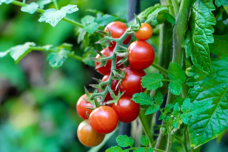 Cây cà chua bi là loại cà chua đầu tiên chín trong các khu vườn mùa hè và là một trong những loại cuối cùng vẫn ra quả khi sương giá đe dọa. Loại trái cây vừa ăn có thể dễ dàng thưởng thức ngay từ những cây đang sung mãn hoặc sử dụng cà chua bi của bạn trong một công thức đầy hương vị . Những mẹo trồng trọt này sẽ giúp bạn giữ cho cây khỏe mạnh và thu hoạch tối đa.