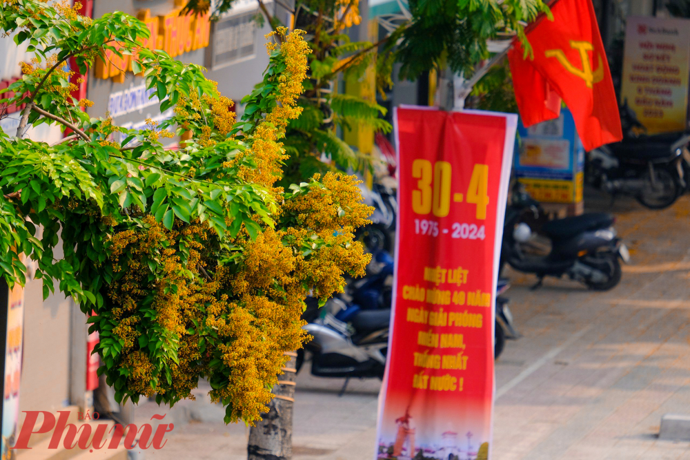 Tại Hà Nội, cây giáng hương được trồng thay thế những hàng cây đô thị trước đó. Đến năm nay, từng hàng cây đã đồng loạt bung nở tạo cảnh quan đẹp cho Hà Nội.