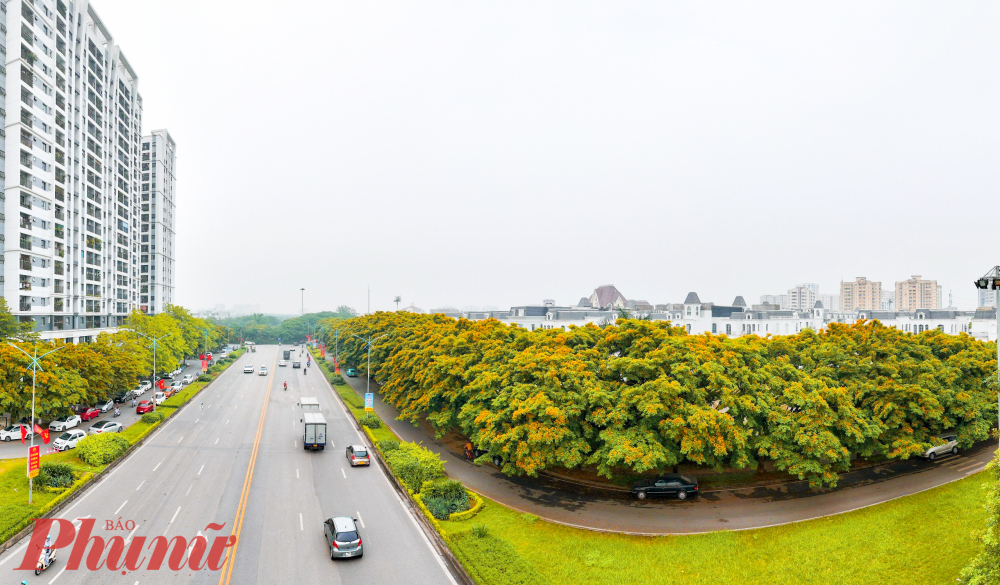 Đây là cây giáng hương, là nhóm những cây đô thị trồng mới tạo cảnh quan cho Hà Nội.