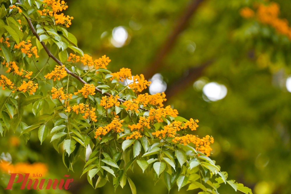 Hoa giáng hương có màu vàng tươi tắn và hương thơm rất dễ chịu. Những bông hoa sẽ mọc trên đầu cành theo từng cụm với khoảng 20 - 30 bông.