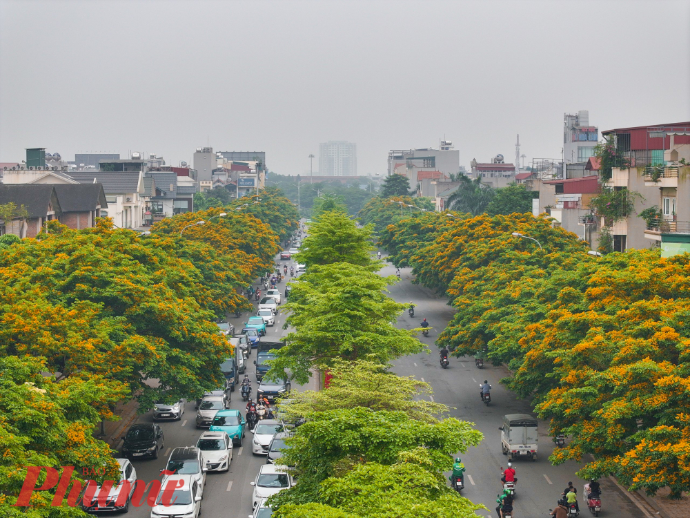 Cây giáng hương còn được gọi là cây đinh hương, cây dáng hương,... có nguồn gốc từ Ấn Độ và được du nhập sang các nước Đông Nam Á. Đây là một loài cây thân gỗ thuộc họ Đậu (Fabaceae), có tên khoa học là Pterocarpus macrocarpus. Tại Việt Nam, cây giáng hương được trồng rất nhiều để làm cây cảnh hoặc lấy gỗ.