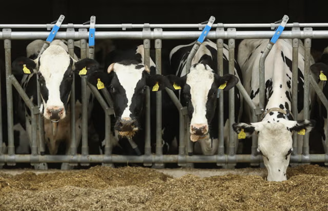 Giới chức Hoa Kỳ cảnh báo, sự lây lan cúm gia cầm trong các đàn gia súc sẽ tàn phá nền kinh tế nước này — Ảnh: Getty Images