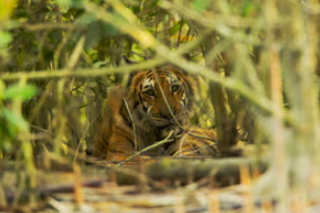 Tại Sundarbans, bờ biển phía nam Bangladesh, ước tính khoảng 300 người đã bị hổ giết từ năm 2000.Sundarbans của Bangladesh là khu rừng ngập mặn liền kề lớn nhất thế giới. Di sản thế giới được UNESCO công nhận - một mê cung của những hòn đảo, những con lạch quanh co và bãi bồi - là nơi sinh sống của rất nhiều loài thực vật và động vật. Đây cũng là nơi bảo tồn một số loài có nguy cơ tuyệt chủng cao nhất trên thế giới, bao gồm cả quần thể hổ Bengal lớn nhất. Trong vài thập kỷ tới, các nhà nghiên cứu dự đoán rằng biến đổi khí hậu và mực nước biển dâng cao đồng nghĩa với việc sẽ không còn môi trường sống thích hợp cho hổ ở Sundarbans. Theo cuộc điều tra gần đây nhất của Bangladesh, ước tính nơi này chỉ còn lại 114 con hổ; giảm từ 440 vào năm 2004.