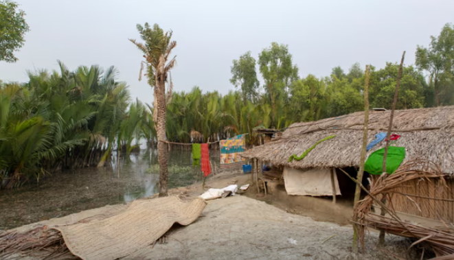 Chính phủ Bangladesh đang xây dựng một hàng rào dài 40 dặm để ngăn hổ và người xâm nhập vào lãnh thổ của nhau và đã thành lập 49 đội phản ứng với hổ nhằm nỗ lực giảm bớt xung đột.  Những nhóm dân làng này được huấn luyện để dọa hổ quay trở lại rừng, theo dõi xung đột giữa người và hổ ở địa phương và ngăn chặn người dân địa phương khác giết hổ. Các nhóm nghiên cứu, cùng với Cục Lâm nghiệp Bangladesh, có thể thả hàng chục con hổ trở lại rừng trong vòng một năm, ngăn chặn tác hại cho cả động vật và con người.  Nhưng họ không thể cứu được Aziz Murad. Vào một buổi sáng mùa xuân mát mẻ ở Koyra, một tiểu khu ven biển của Khulna, Shuna Banu, 43 tuổi, góa phụ của Murad, ngồi dưới bóng cây chuối và kể lại cuộc đời cô đã thay đổi như thế nào vào ngày định mệnh đó.  “Tôi nhớ đã nhận được cuộc điện thoại,” cô nói. “Mặc dù các cuộc tấn công của hổ thường xuyên xảy ra ở khu vực này nhưng tôi chưa chuẩn bị gì cho những gì sẽ xảy ra tiếp theo”.