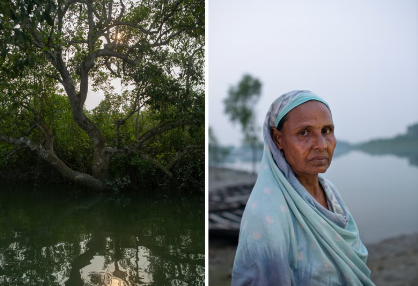 Cuộc tấn công năm 2020 không chỉ khiến Banu mất chồng; nó biến cô thành kẻ bị ruồng bỏ chỉ sau một đêm. Trong một xã hội mê tín, nơi việc trở thành một “góa phụ hổ” mang trong mình sự kỳ thị, cô bị coi là bị nguyền rủa và cuối cùng bị đổ lỗi cho cái chết của chồng mình. Banu tham gia cùng hàng trăm phụ nữ khác sống ở vùng Sundarbans được gọi là swami khejos - “kẻ ăn thịt chồng”. Maksudur Rahman, giám đốc điều hành của Hiệp hội Môi trường và Phát triển Bangladesh (Giường) cho biết: “Bạn sẽ không tìm thấy gia đình nào ở đây mà không bị ảnh hưởng”. “Dân làng luôn sống trong nỗi sợ hãi cái chết. Ở hầu hết các khu phố đều có những người phụ nữ có chồng bị hổ giết.” Gia đình chồng của Banu quyết định cô không thể ở với họ nữa vì sợ cô mang lại xui xẻo nên cô đã chuyển về sống với bố mẹ. Ở một vùng nông thôn sống dựa vào nông nghiệp và đánh cá, cô cho biết những góa phụ hổ như cô bị ngăn cản đảm nhận các nghề truyền thống.Cô nói: “Tôi không chỉ mất chồng mà còn mất quyền có một cuộc sống đàng hoàng. Bị giam trong túp lều bùn nhỏ của cha mẹ và không thể làm việc, Banu càng rơi vào cảnh nghèo khó.