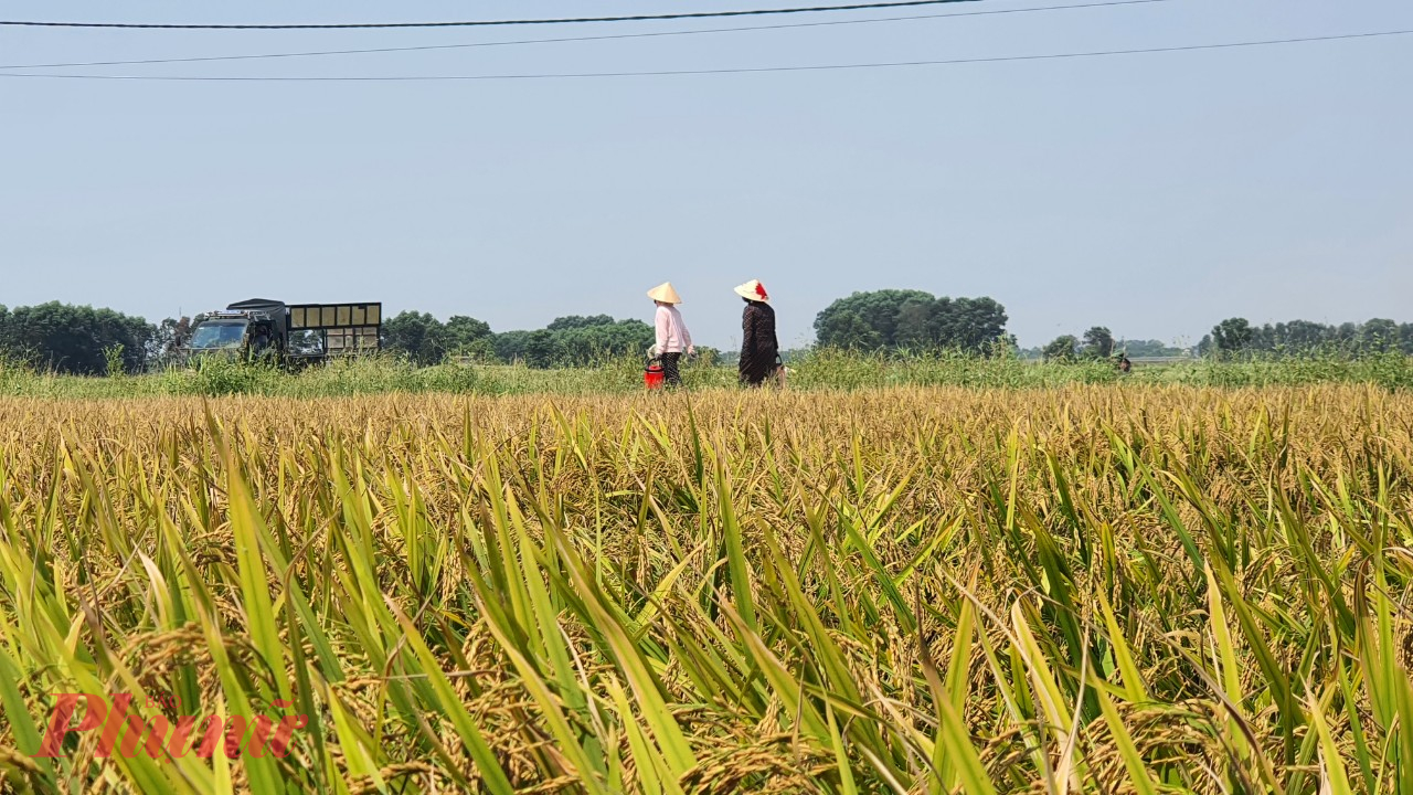 Vụ đông xuân 2023 - 2024, toàn tỉnh Quảng Trị gieo cấy 25.000ha lúa. 