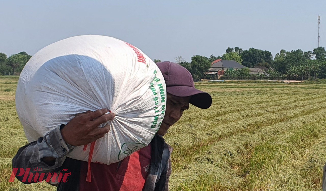 Anh Phan Đình Phước, nông dân thôn Phú Áng (xã Triệu Giang, huyện Triệu Phong, Quảng Trị) cho biết, vụ đông xuân này sản lượng lúa thấp hơn so với vụ mùa trước.