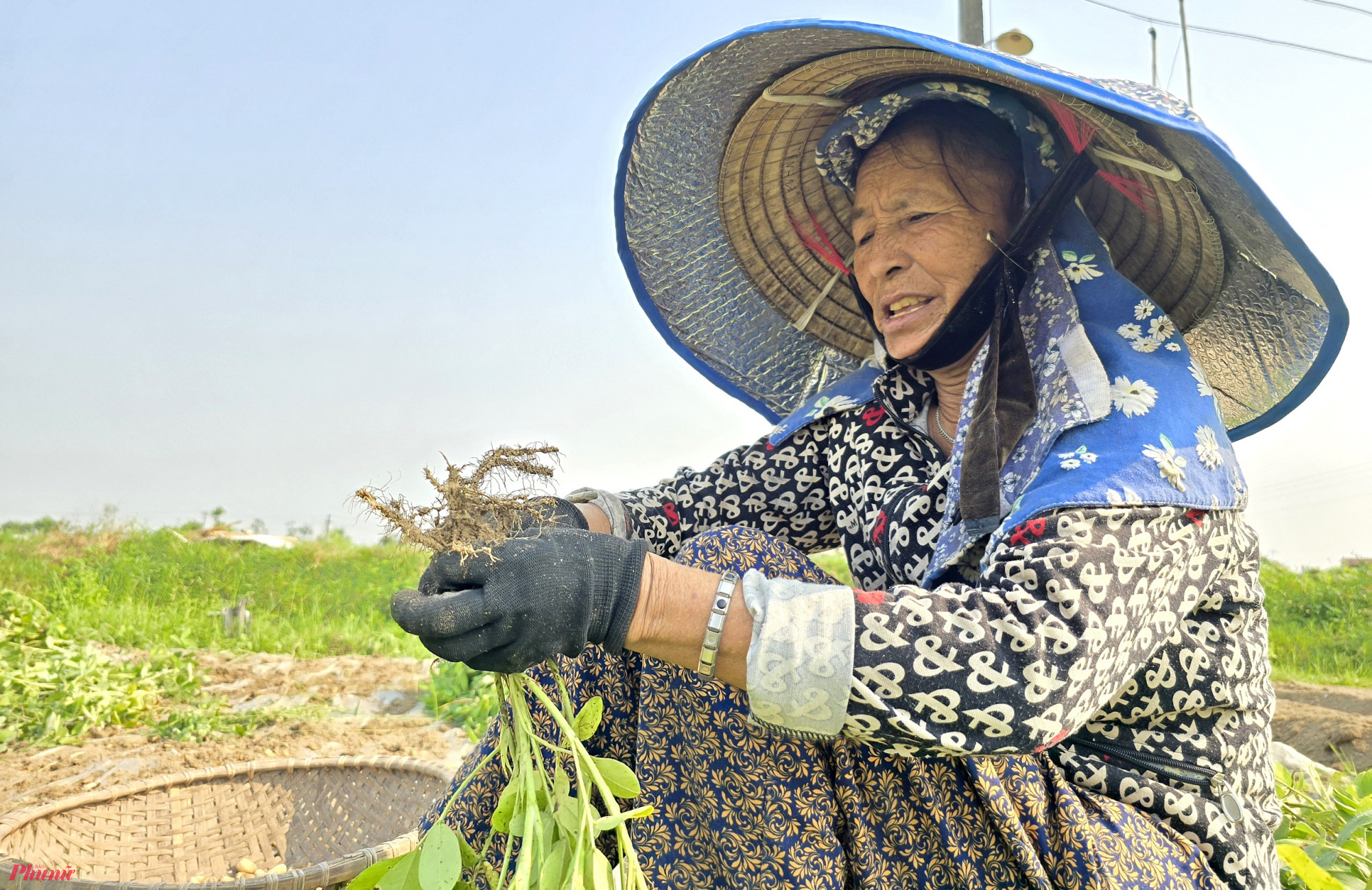 Để đảm bảo cho sức khỏe, bà Hoàng Thị Xuân (63 tuổi, trú xã Nghi Trung) phải quàng một lớp khăn trên đầu, rồi đội nón, bọc thêm một lớp mũ cách nhiệt phía trên khi nhổ lạc giữa ruộng. 