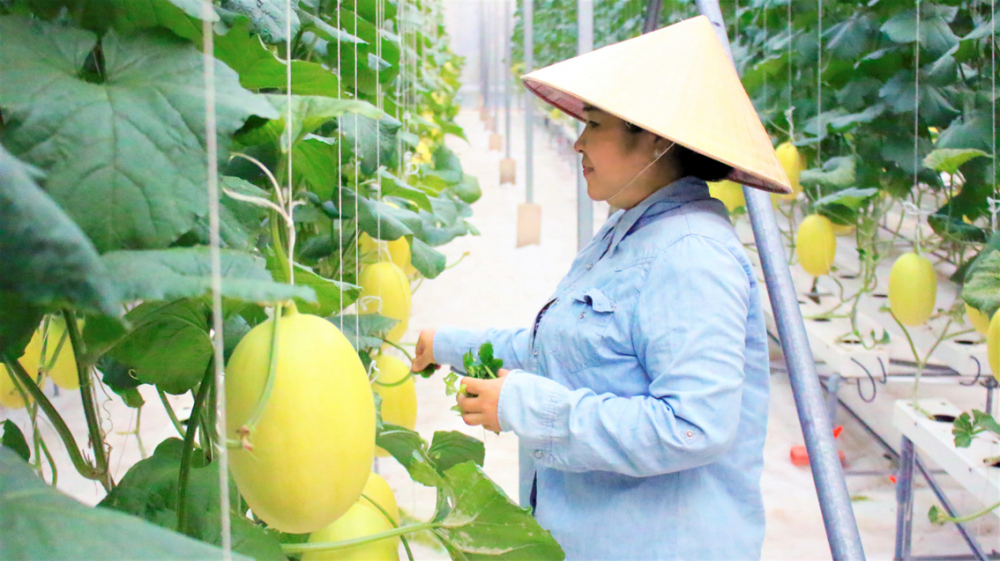 Vườn dưa lưới của chị Huỳnh Thị Hồng Vân được trồng bằng phương pháp thủy canh