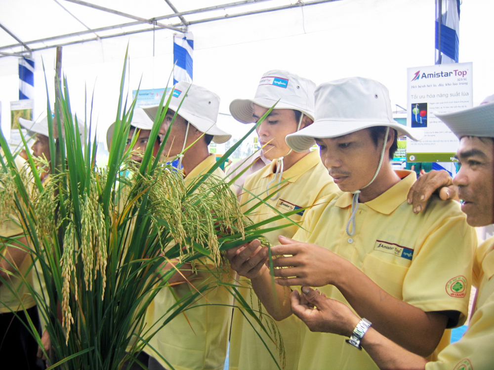 Nông dân ở tỉnh An Giang đang tìm hiểu mô hình sản xuất lúa sạch, hướng hữu cơ, phát thải thấp