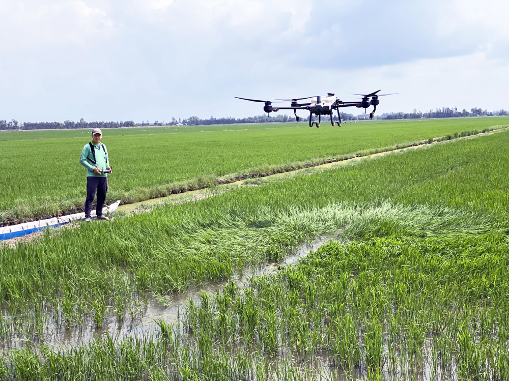 Nông dân ở TP Cần Thơ dùng máy bay không người lái để chăm sóc ruộng lúa theo mô hình hữu cơ, giảm phát thải ẢNH: HUỲNH LỢI