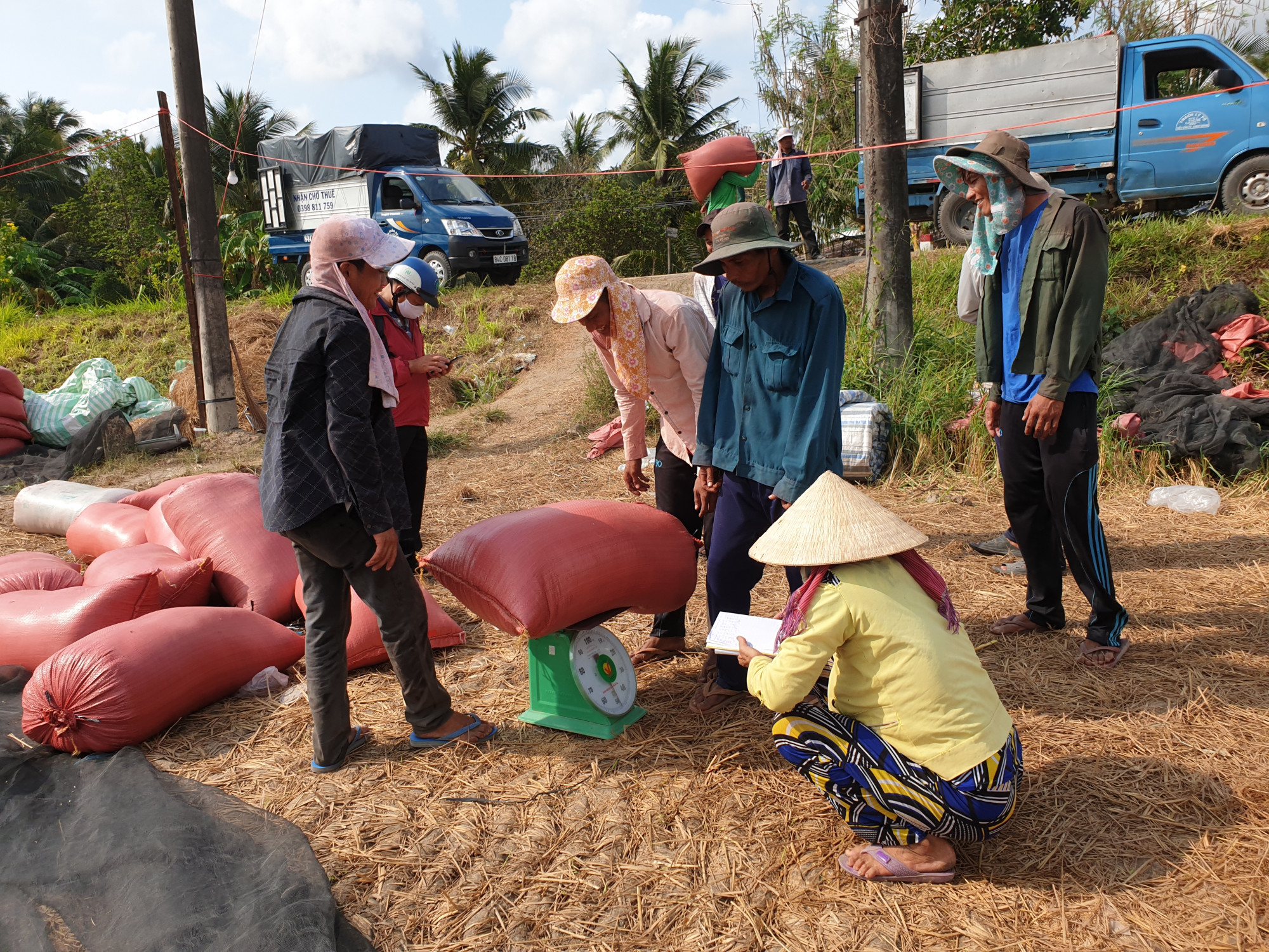 Thương lái thu mua lúa hàng hóa trong dân ở vùng nông thôn tỉnh Trà Vinh