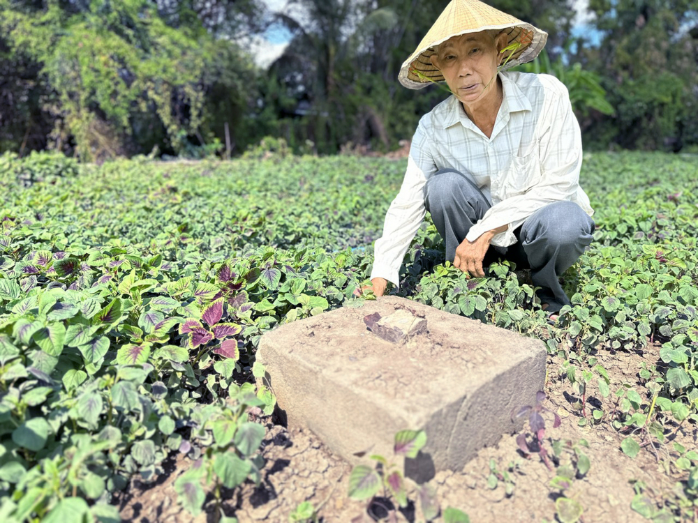 Ông Lại Văn Đăng bên ruộng rau dền với nhiều cây con chết ngang do không chịu nổi nắng nóng kéo dài ẢNH: PHAN TUYỀN