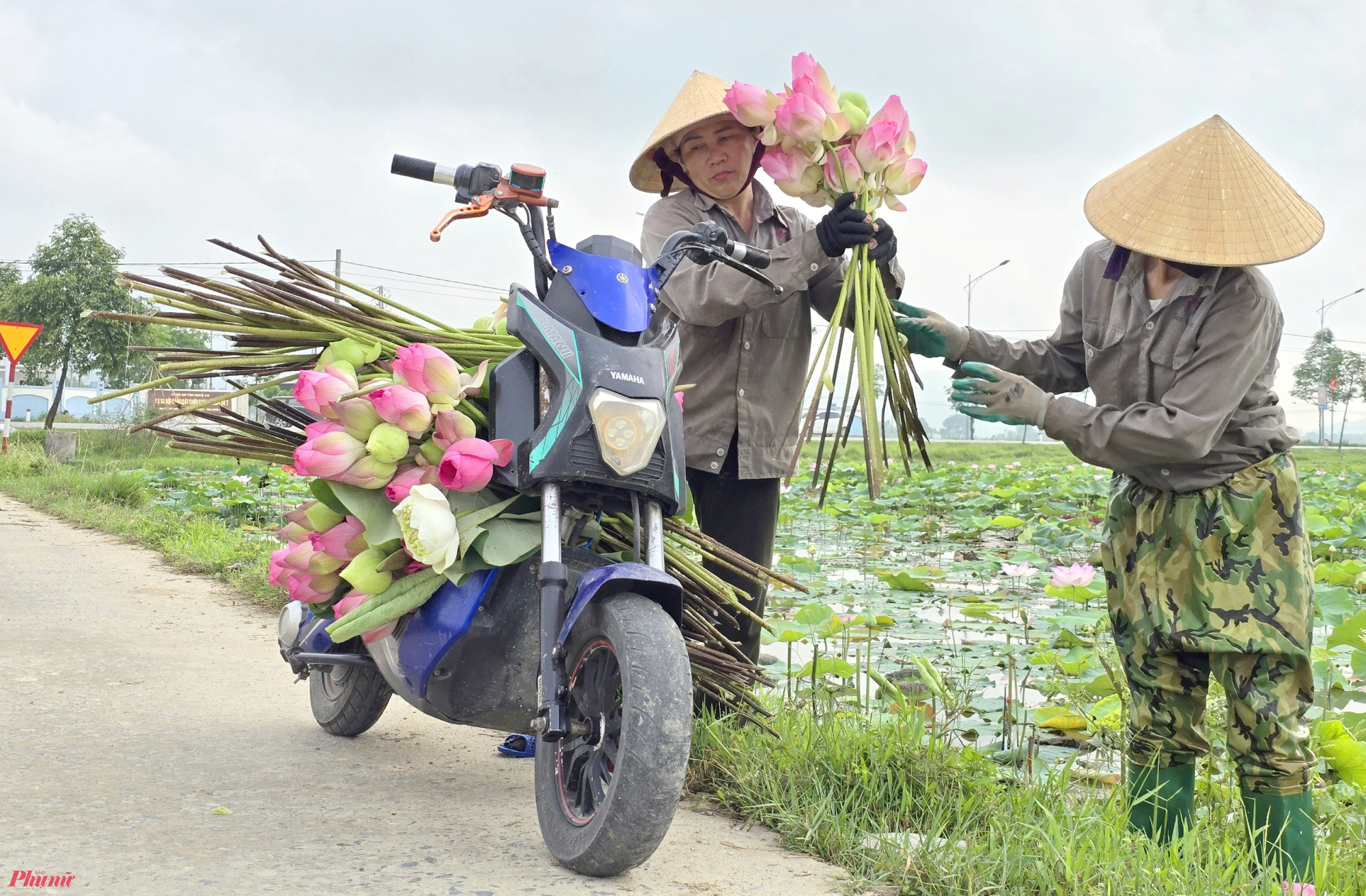 “Mùa thu hoạch sen kéo dài từ tháng 5 đến tháng 8. Nhưng dịp này vẫn cao điểm nhất khi có nhiều đoàn khách về quê Bác dâng hương thường dừng lại mua hoa sen” - bà Hà nói.