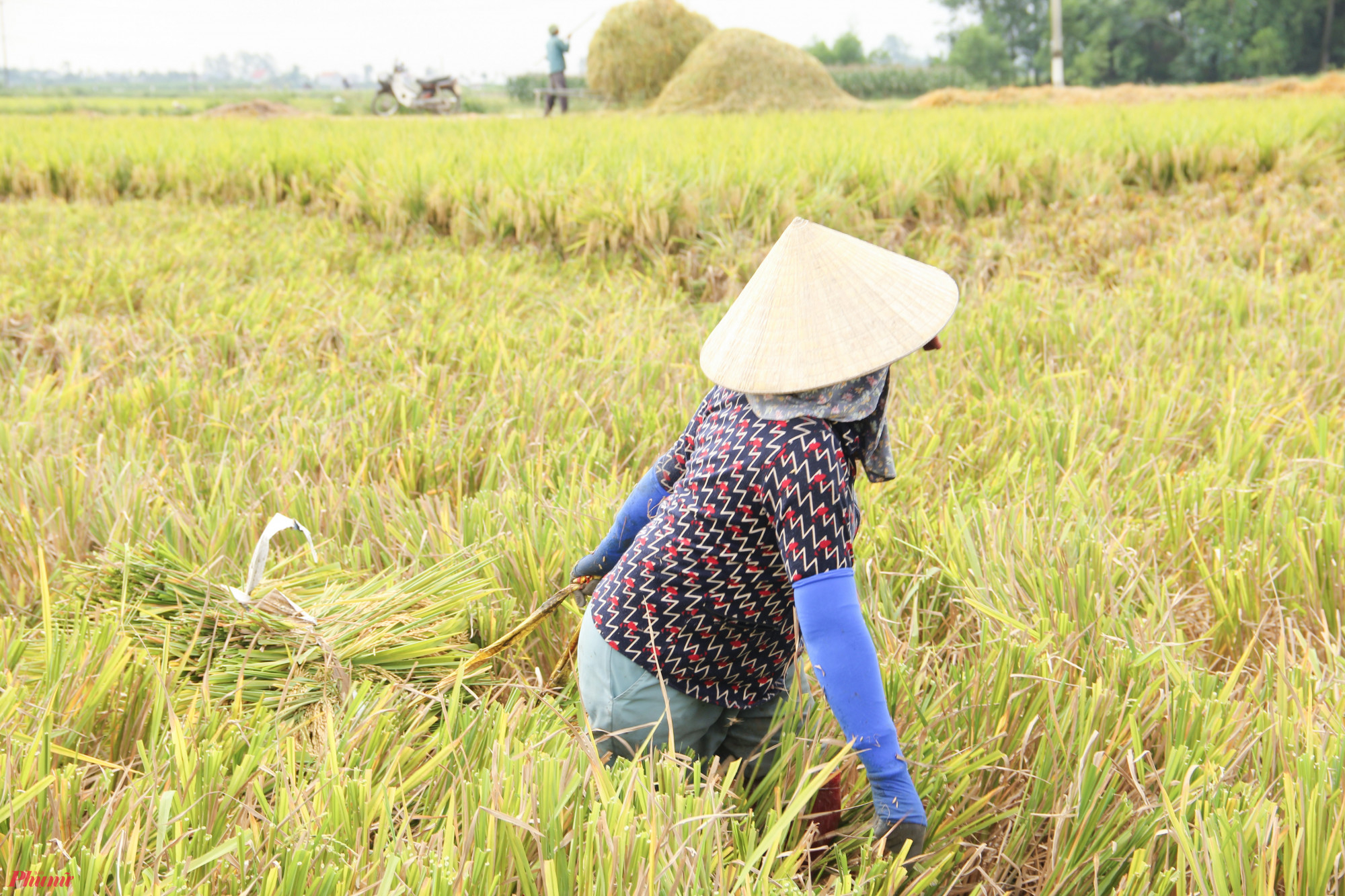 Theo chị Bình, việc gặt lúa bằng tay hiện không chỉ mất sức, mà thậm chí còn tốn kém chẳng thu gì gặt máy. “Giờ gặt tay nắng nóng thế này thì phải mua nước ngọt, hoa quả để dưỡng sức cũng tốn kém lắm. Nhưng cũng phải chịu chứ biết làm sao” - chị Bình nói.