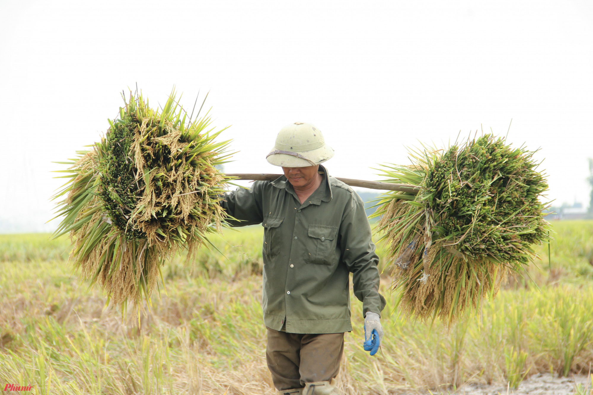 Trong khi những người phụ nữ dùng liềm gặt lúa, bó lúa… những người đàn ông lại được giao nhiệm vụ vận chuyển lúa lên xe kéo đưa về nhà.