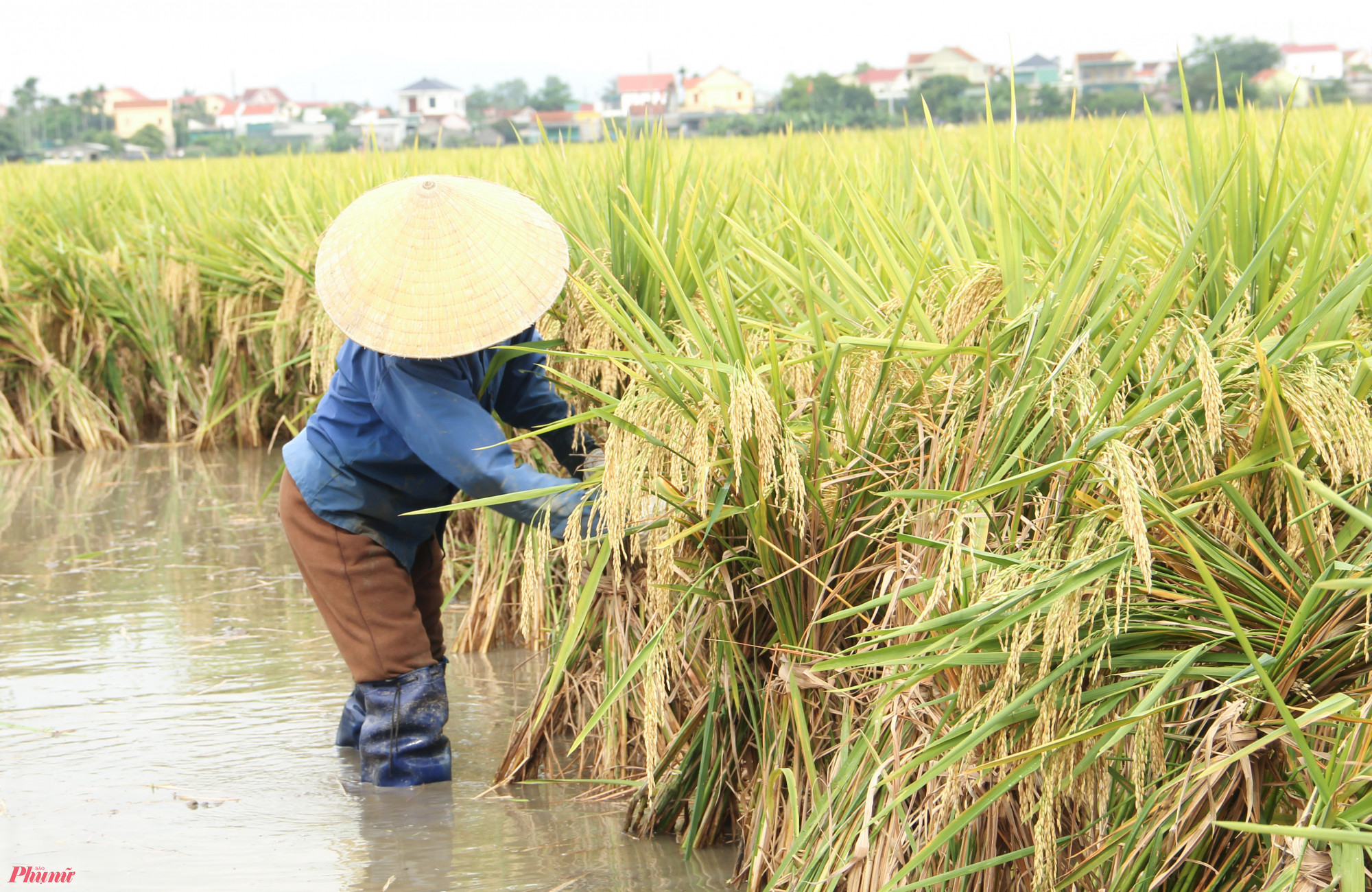 Với những khu vực khó thoát nước, người dân buộc phải bó lúa lại thành từng cụm để hong phơi.