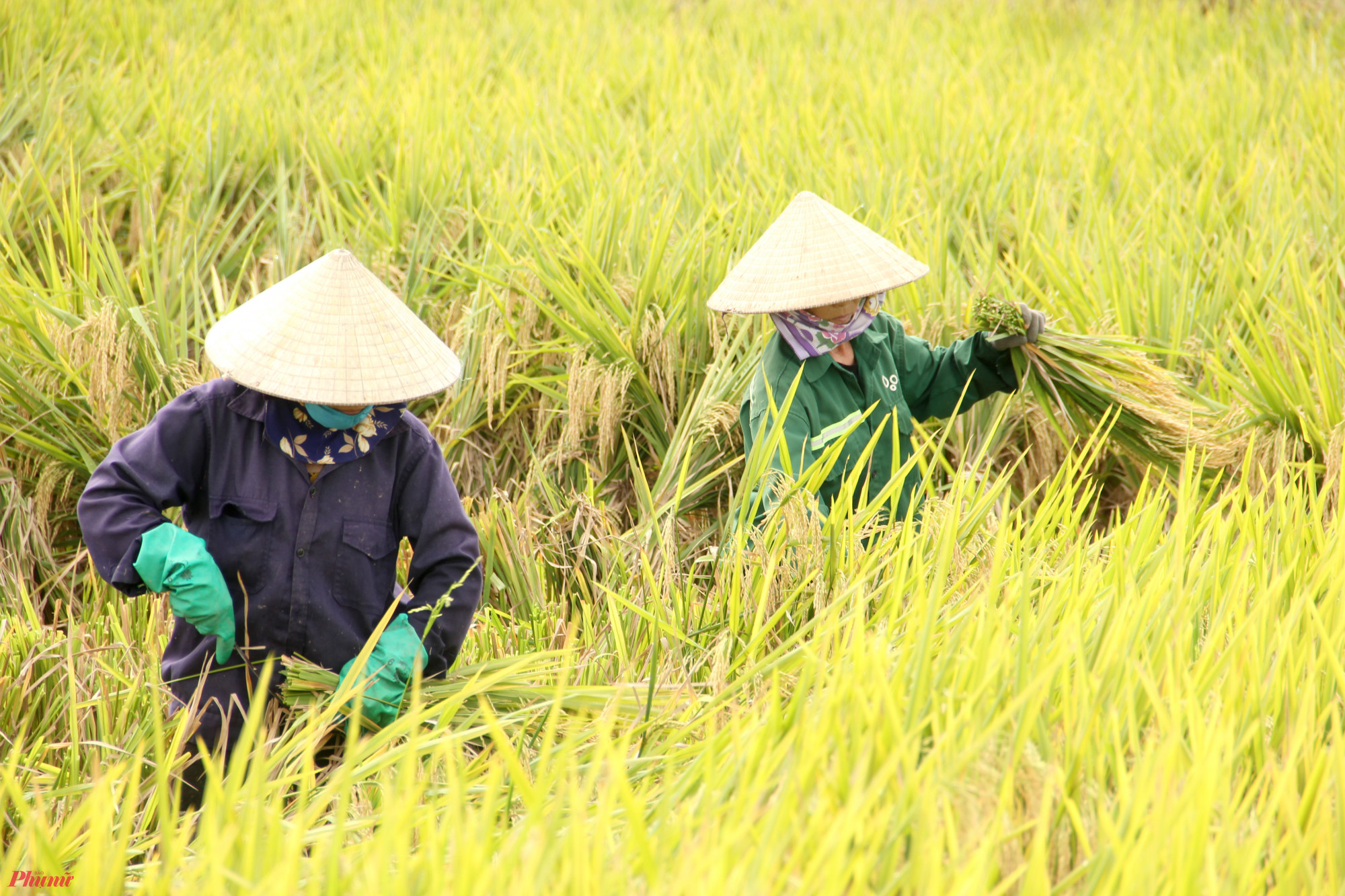 Việc gặt lúa bằng tay khá vất vả, đặc biệt là trong thời tiết nắng nóng.