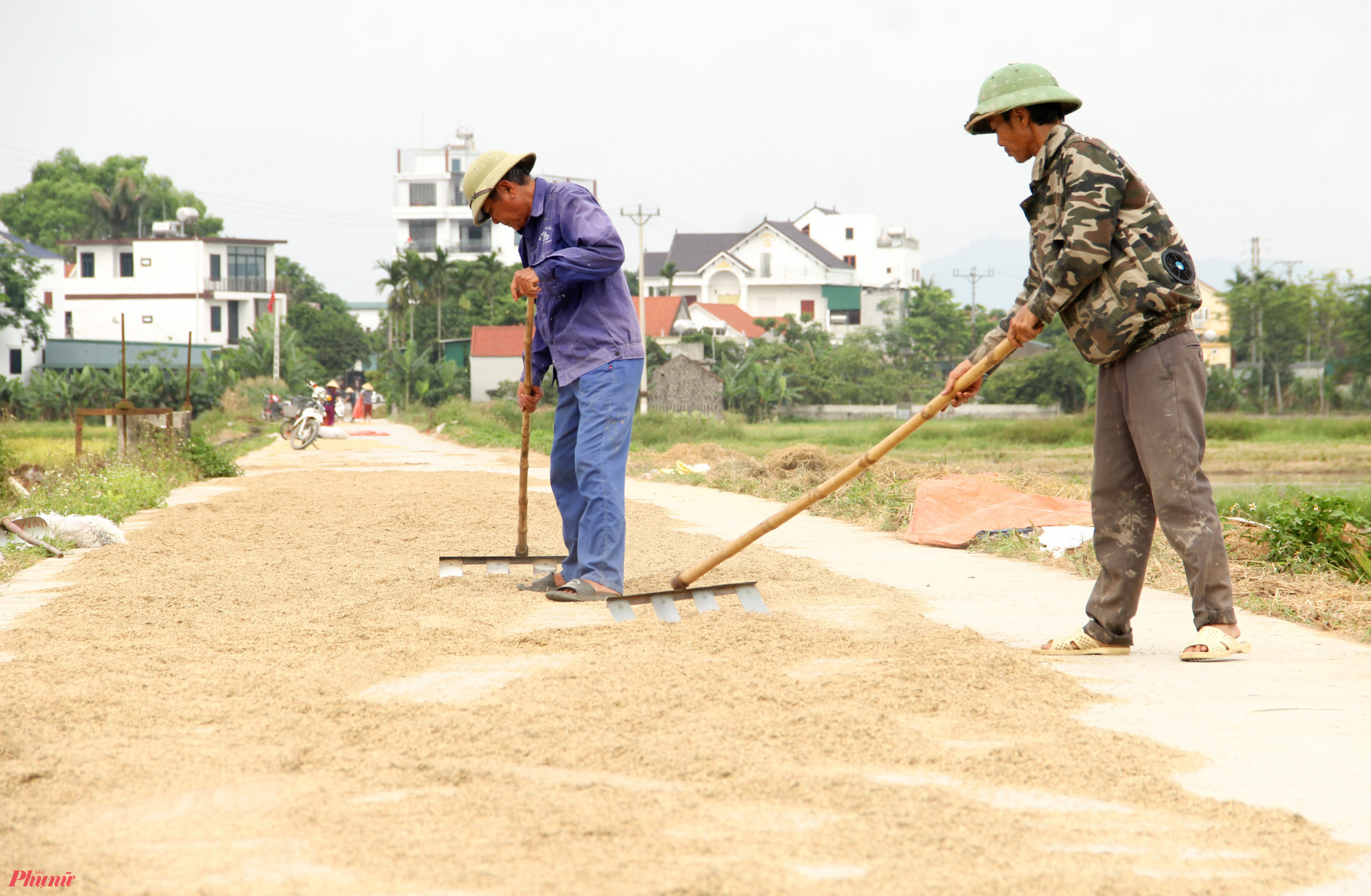 Hiện lúa được các hợp tác xã thu mua với giá từ 6.500 - 7.000 đồng/kg ngay tại ruộng. Tuy nhiên, với những diện tích lúa bị ngã đổ, ngâm nước thì người dân không thể bán lúa tươi, mà buộc phải phơi khô, làm sạch mới có thể bán.