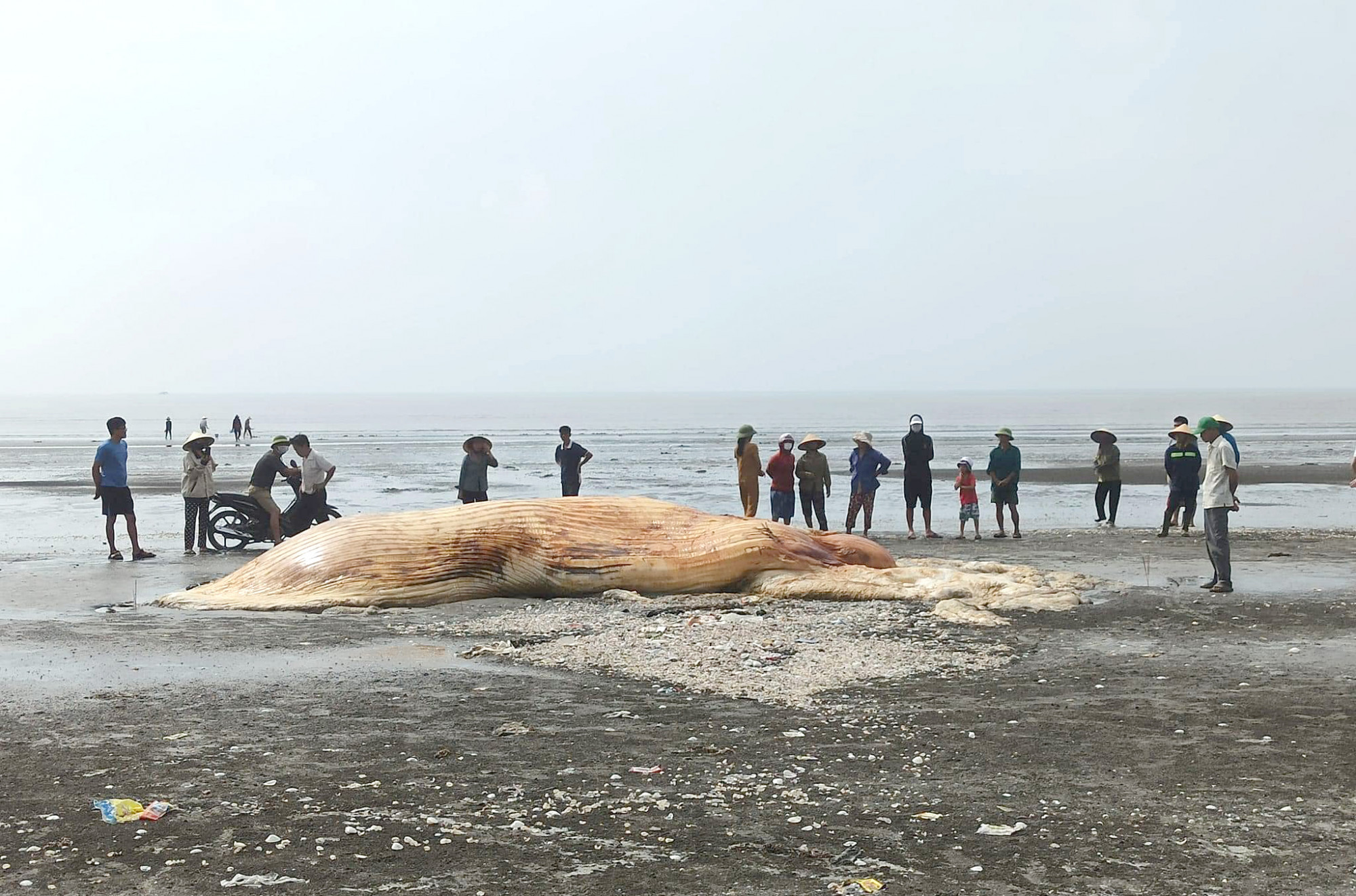 Một phần xác cá voi dạt vào bờ biển xã Diễn Hùng - Ảnh: Khánh Trung
