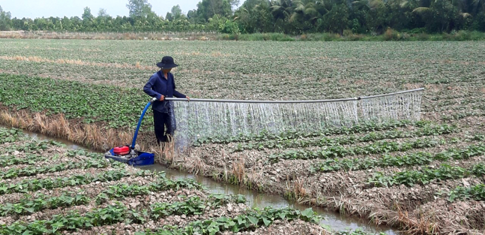 Nông dân huyện Bình Tân, tỉnh Vĩnh Long trồng khoai lang trong mùa hạn, mặn  nhờ chủ động được nguồn nước tưới