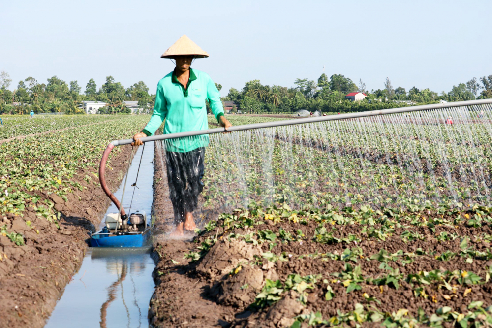 Nông dân huyện Bình Tân, tỉnh Vĩnh Long trồng khoai lang trong mùa hạn, mặn nhờ chủ động được nguồn nước tưới - ẢNH: HUỲNH LỢI