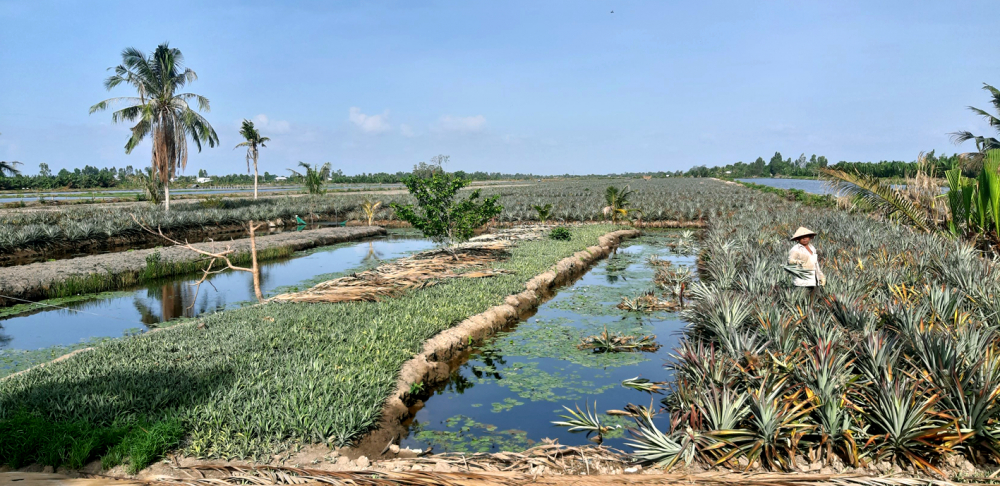 Nhờ chủ động nguồn nước, nông dân tỉnh Hậu Giang trồng khóm trong mùa hạn, mặn, cho thu nhập cao