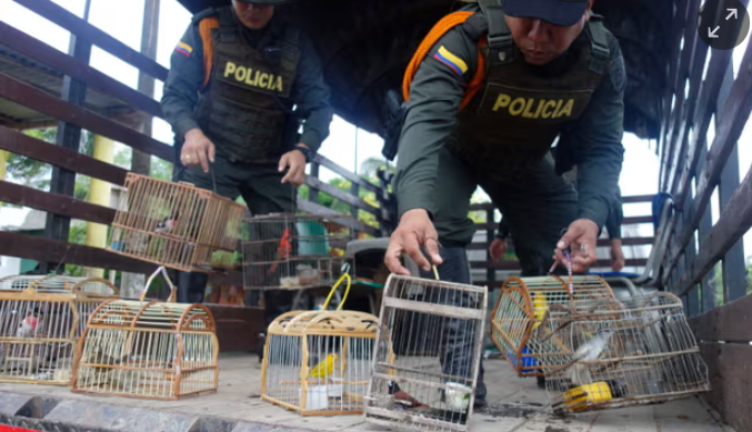 Cảnh sát đột kích tội phạm động vật hoang dã ở Colombia. Nhiều loài chim hoang dã được săn lùng làm thú cưng. Ảnh: Luke Taylor/The Guardian