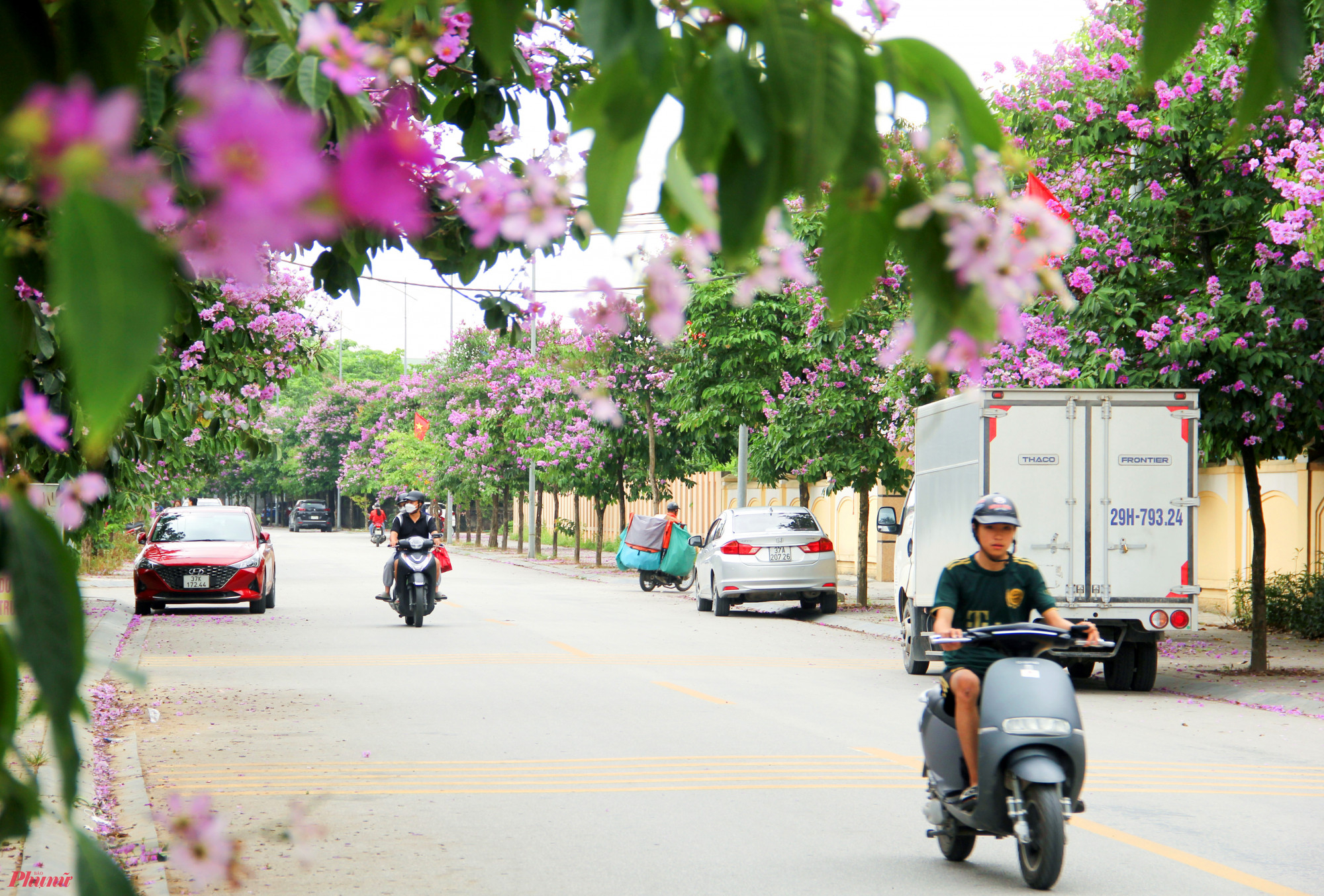 Bằng lăng được trồng khá nhiều ở thành phố Vinh (Nghệ An). Những ngày này, nhiều tuyến đường được trồng hoàn toàn bằng cây bằng lăng như Phùng Chí Kiên, Namyangju-Dasan… được “nhuộm tím” khi loài hoa này nở rộ, tạo nên cảnh sắc cực kỳ ấn tượng.