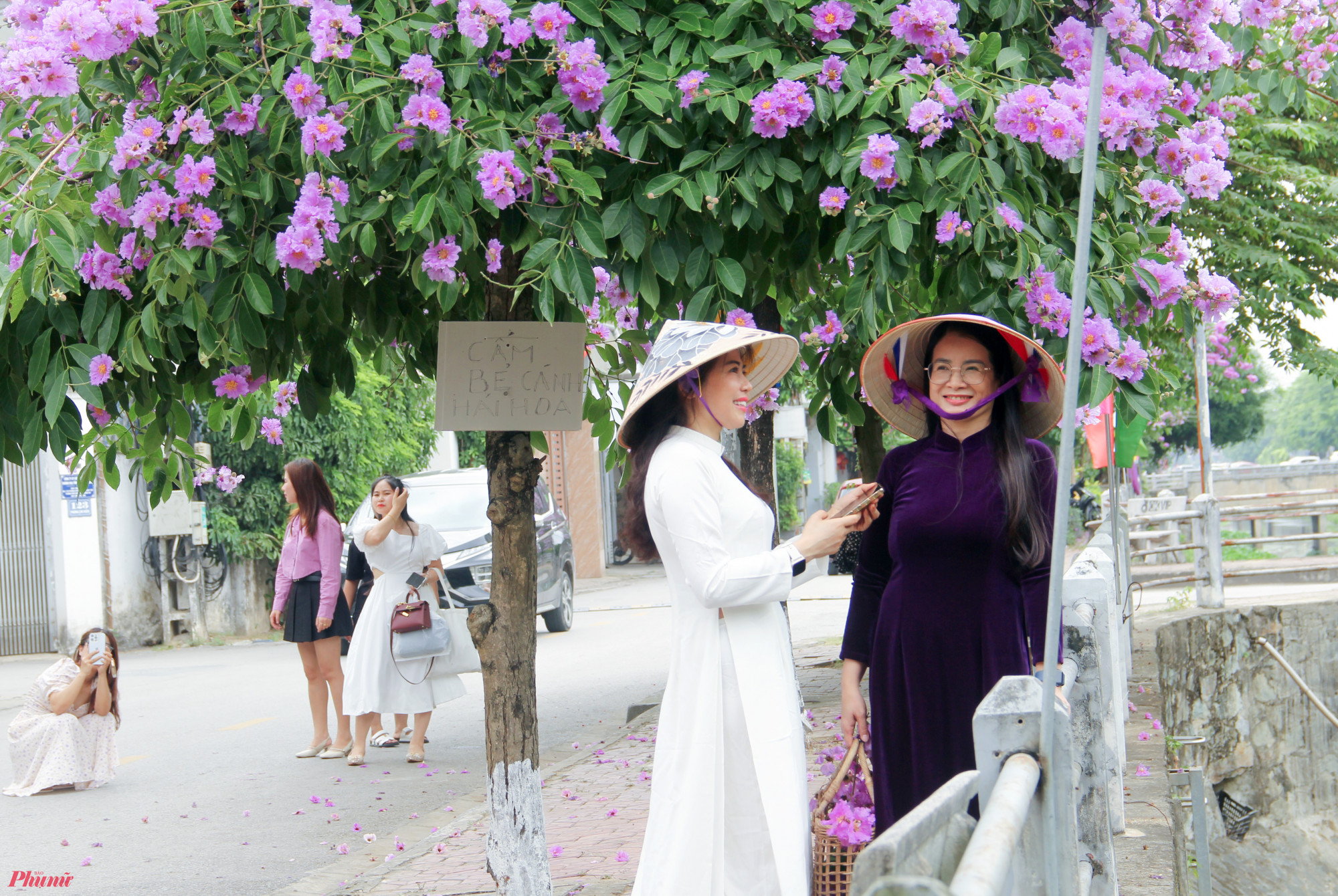 Để tránh người dân bẻ hoa, cảnh ảnh hưởng đến cây, một số cây bằng lăng còn được cắm biển “cấm” cảnh báo ngay trên thân.