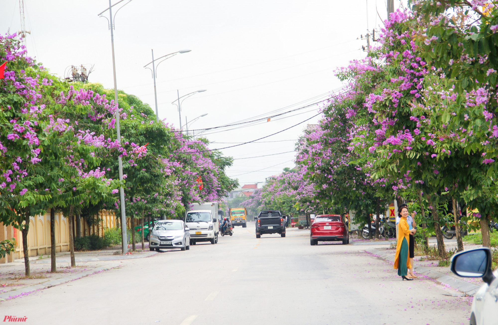 Tuyến đường Namyangju Dasan trở nên thơ mộng bởi một màu tím 2 bên đường, làm “mềm” những khối bê tông.