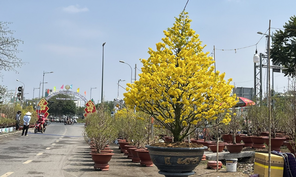 Mai vàng khoe sắc trên đường Kha Vạn Cân những ngày giáp Tết (Ảnh: Hoàng Hiền