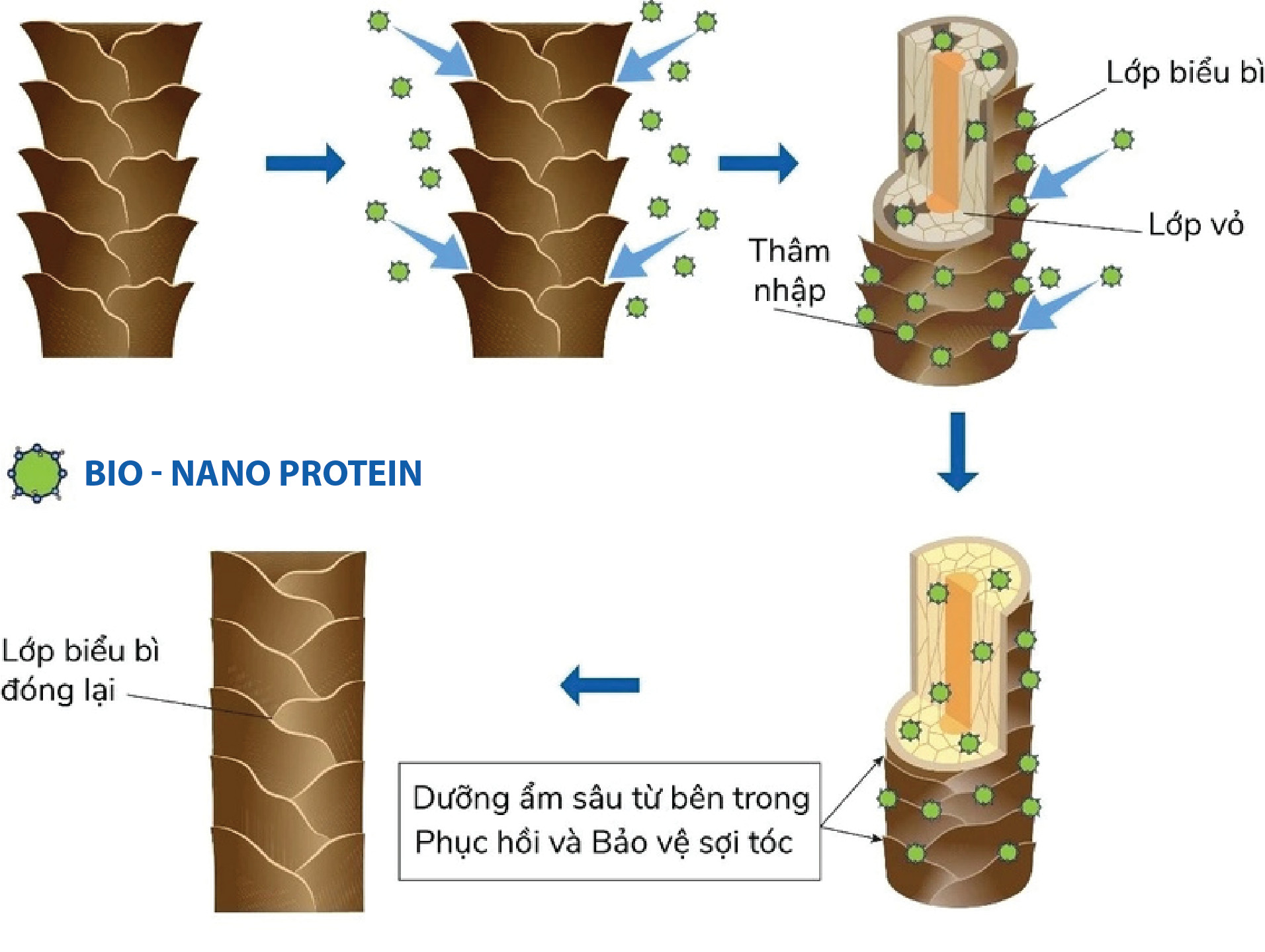 Công nghệ bio - nano Protein thẩm thấu sâu vào từng nang tóc