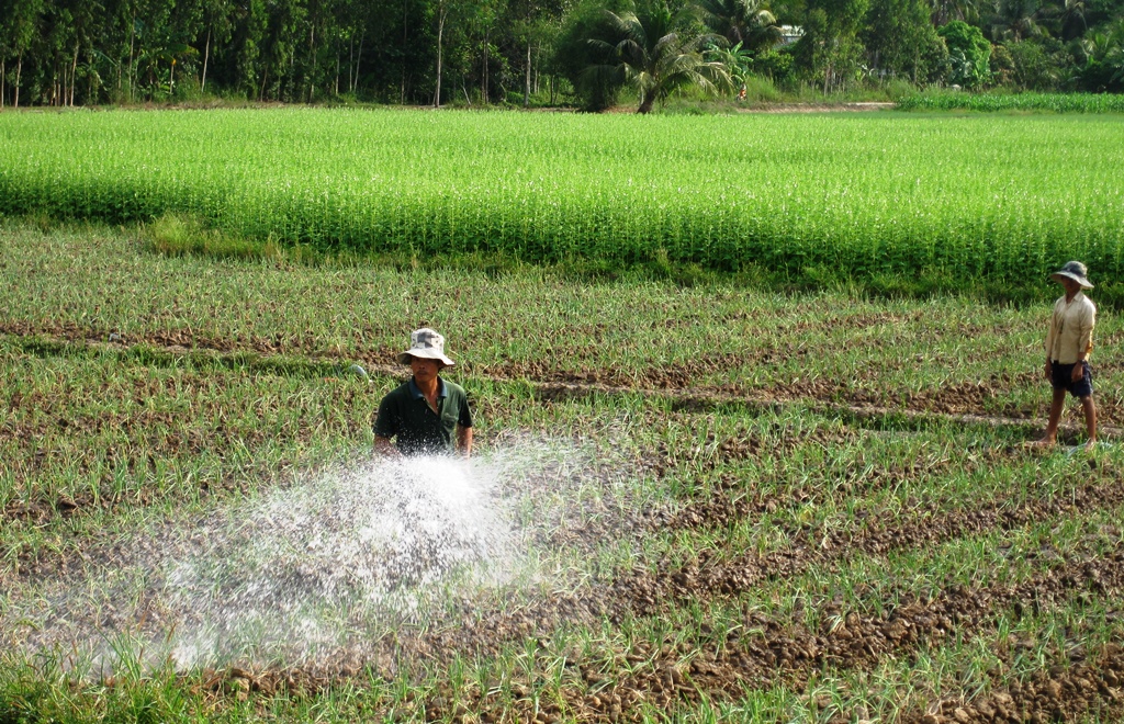 Nông dân tỉnh Vĩnh Long chủ động nguồn nước ngọt để sản xuất rau màu trong mùa hạn